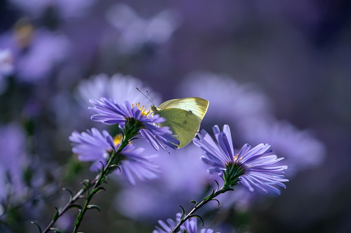 Cabbage white butterfly on asters,Eifel,Germany.
