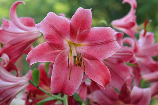 Blooming Oriental Lily flowers. Pink tropical flower in the garden. Pink Asiatic Lily. Stargazer Lily flower on natural background. Lilium hybridum. Lilium belonging to the Liliaceae. Greeting card