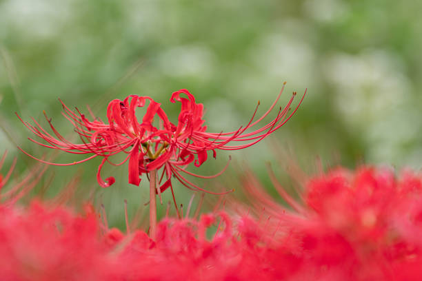 Red spider lily and soba flowers