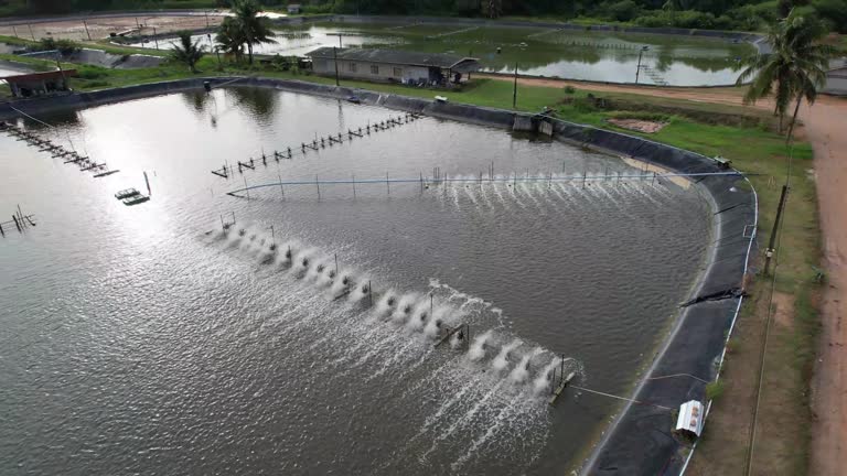 Aerial view of water treatment in shrimp and fish farm