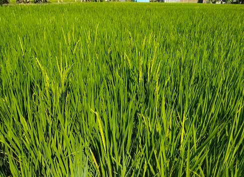 Beautiful background of rice field with green colour and landscape perspective
