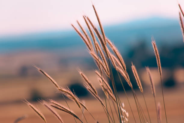 istock Vetch trees in the wheat field 1714777853