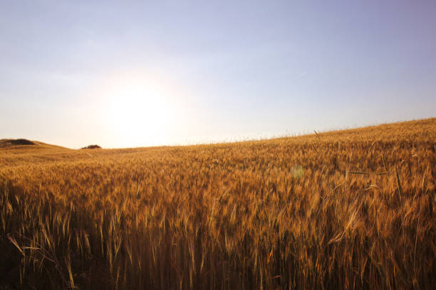 Vetch trees in the wheat field