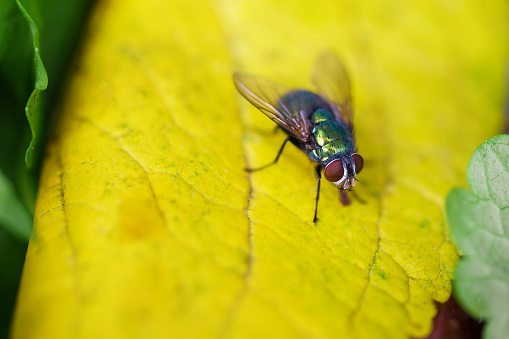 Blowfly, carrion fly, black fly sitting on a green leaf close up. Natural background.