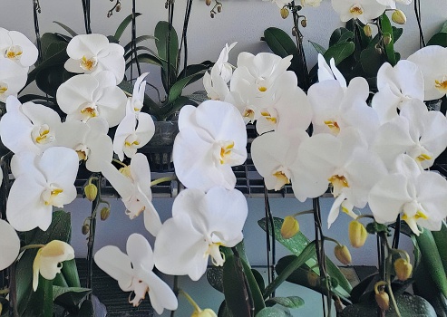 Many white orchids, beautiful colors