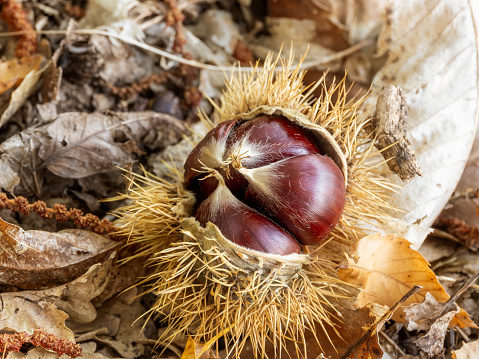 Fallen chestnuts in autumn