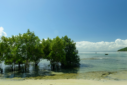 Mangrove in Madre de Deus on the coast of the state of Bahia in northeastern Brazil