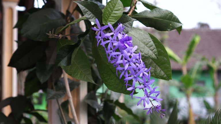 Petrea volubilis flower