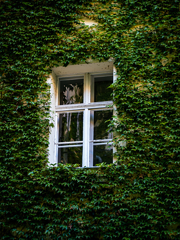 Ivy creeper vine leaf covered white wooden old vintage window on a wall with sunshine