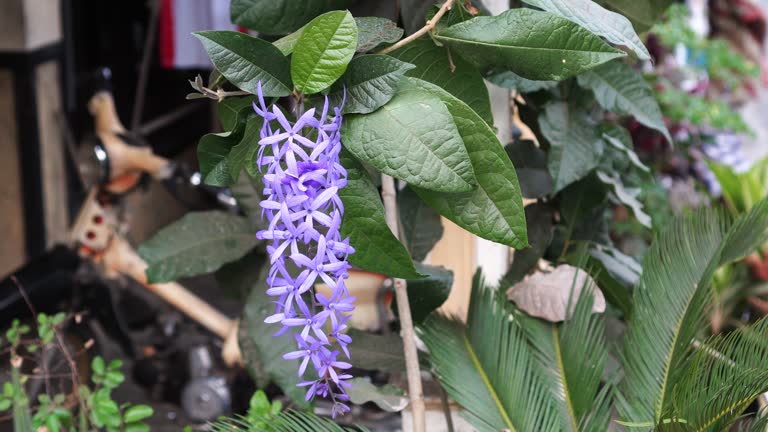 Petrea volubilis blooming on a tree