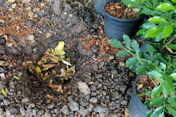 istock Preparing a plant seedling in pot to soil ground with green leaf background, environment concepts. 1714825075