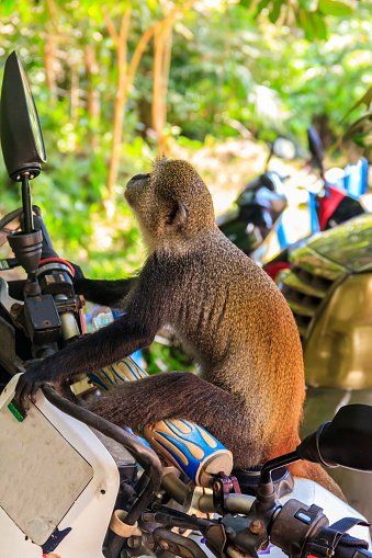 Mono de Sykes (Cercopithecus albogularis), también conocido como mono de garganta blanca o mono samango sentado en una motocicleta photo