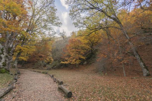 istock Scenic view of Montejo beech forest in autumn 1714831196