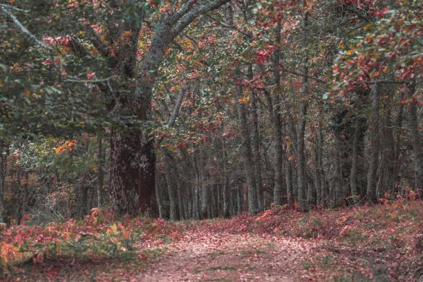 malowniczy widok jesieni w pięknym parku somosierra - maple tree autumn tree vibrant color zdjęcia i obrazy z banku zdjęć