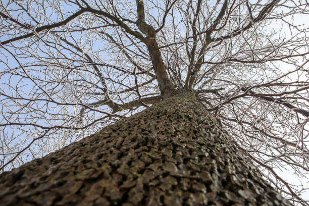 Bottom shot of tree trunk in snowy weather