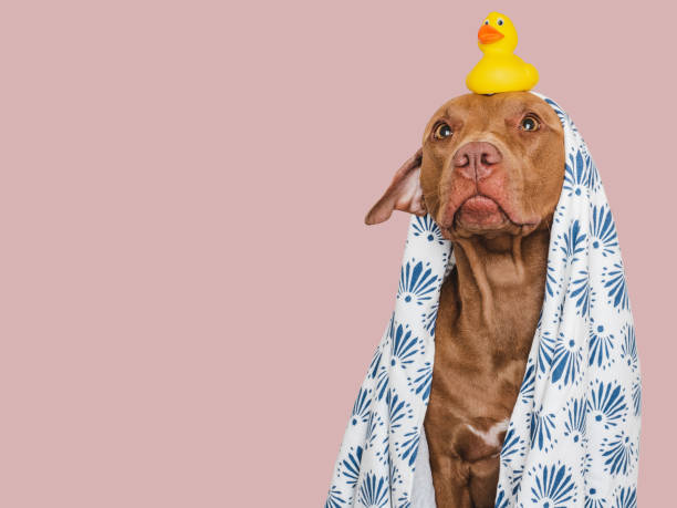 istock Cute dog, white towel and yellow rubber duck 1714833451