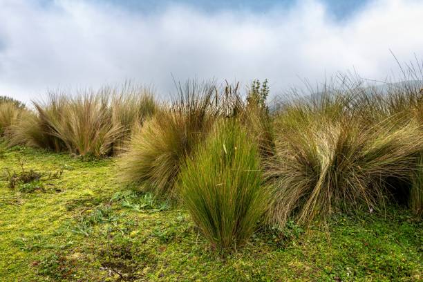 istock Grass in Ecuadorian Andes above Quito 1714849470