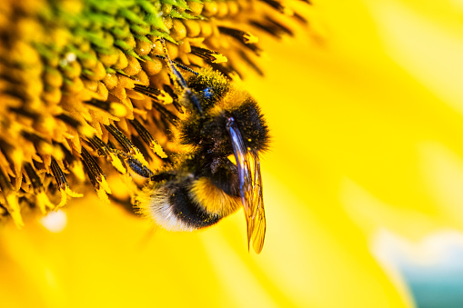 A honey bee in a sunflower collects pollen.