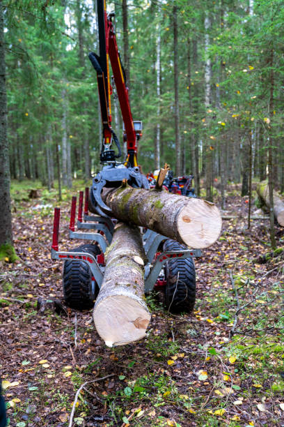 istock Wood harvesting in forest 1714863962
