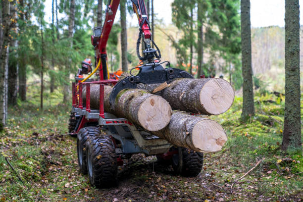 istock Wood harvesting in forest 1714864103