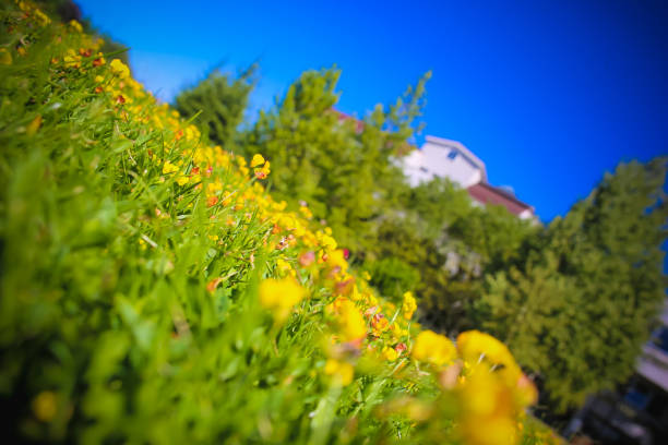 Colorful wildflowers among greenery