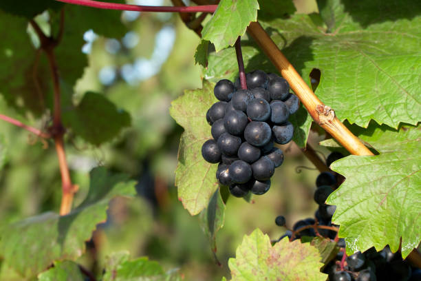 istock bunch of wine grapes 1714871813