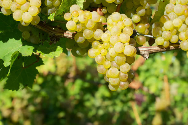 istock bunch of white grapes 1714873040