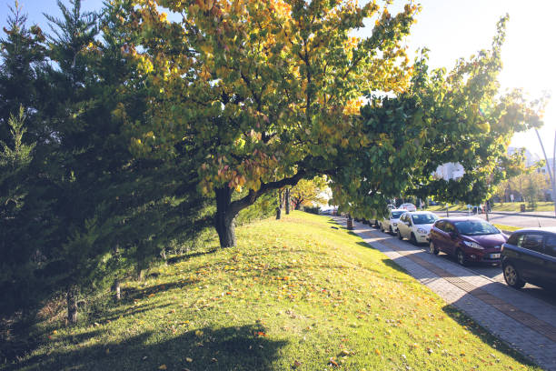 istock Yellowing leaves in autumn 1714874154