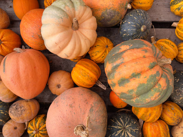 istock various pumpkins in autumn background 1714875440