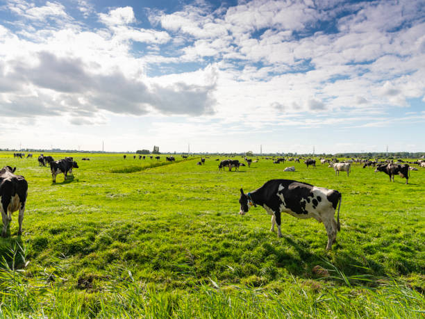 istock Dutch cows and skies. 1714884763