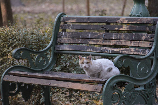 istock A cat that follows the flight of a crow 1714885406