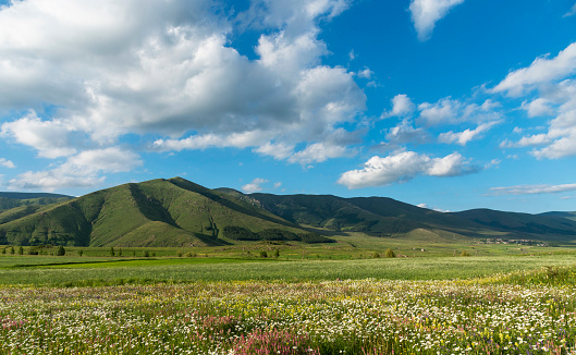beautiful nature with green fields, hills and blooming flowers, blue sky with white clouds, nature landscape