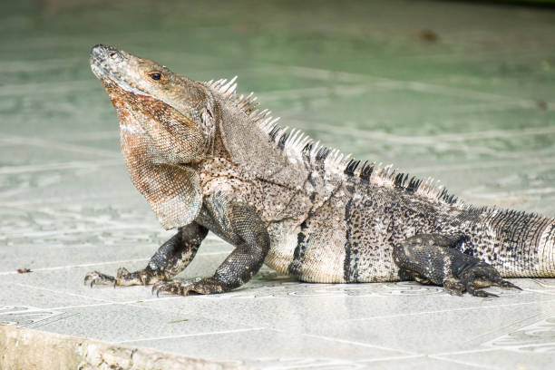 istock iguana on rock, in costa rica jungle 1714890320