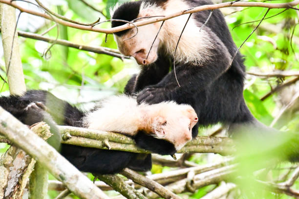 kapucyna małpa naczelny , w arenal wulkan obszar kostaryka ameryki środkowej - costa rica rainforest central america arenal volcano zdjęcia i obrazy z banku zdjęć