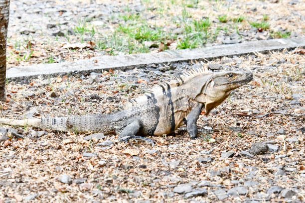 istock iguana on rock, in costa rica jungle, iguana lizard 1714890341
