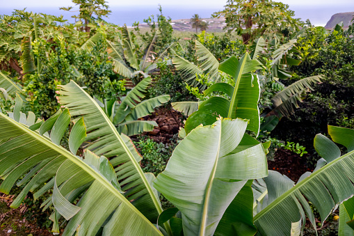 Detail of a plantation of Canarian bananas, with bunches of ripening fruits.