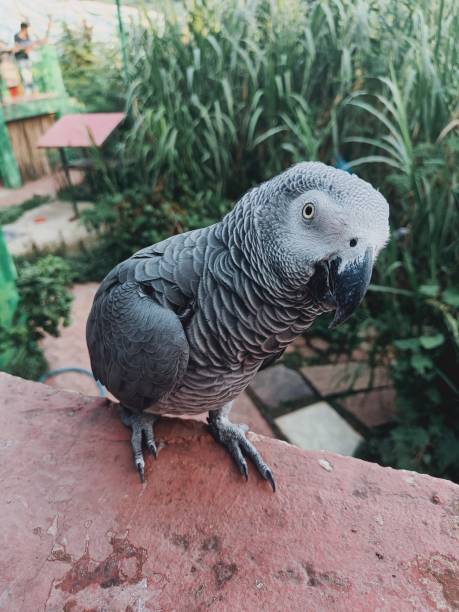 istock Indore Zoo Indore MP India 1714899184