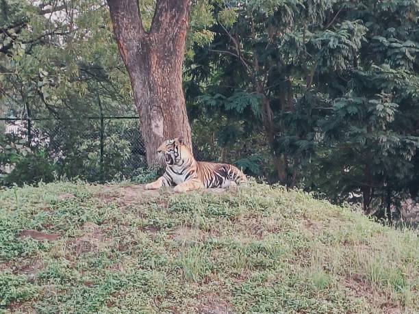 istock Indore Zoo Indore MP India 1714899196