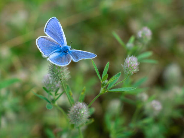 istock Blue butterfly on a flower 1714900546