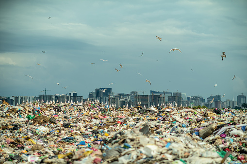 Seagulls at a garbage dump with a city in background. Environmental damage, air and water pollution and ecology crisis concept.