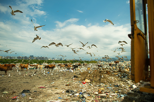 istock Cows, dogs and seagulls at a garbage dump with a city and mountains in background. Environmental damage, air and water pollution and ecology crisis concept. 1714901485