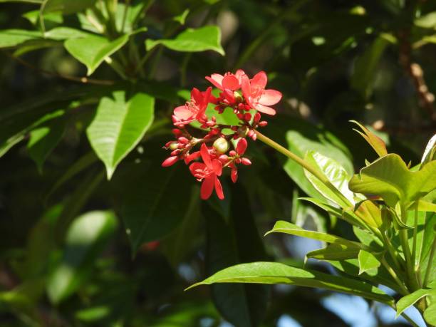 istock Peregrina (Jatropha integerrima) - red flowers 1714901544
