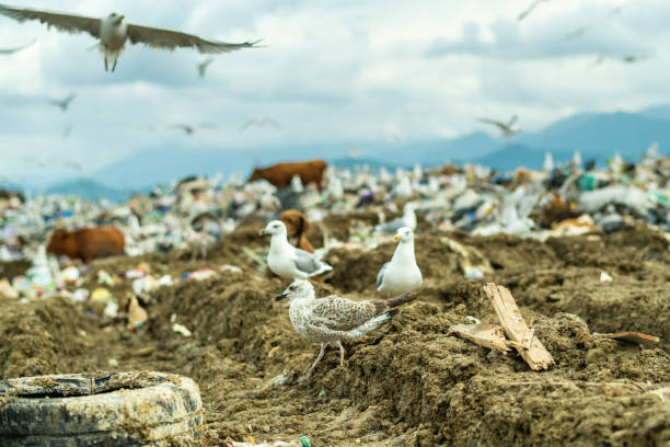 istock Cows, dogs and seagulls at a garbage dump. Environmental damage, air and water pollution and ecology crisis concept. 1714901613