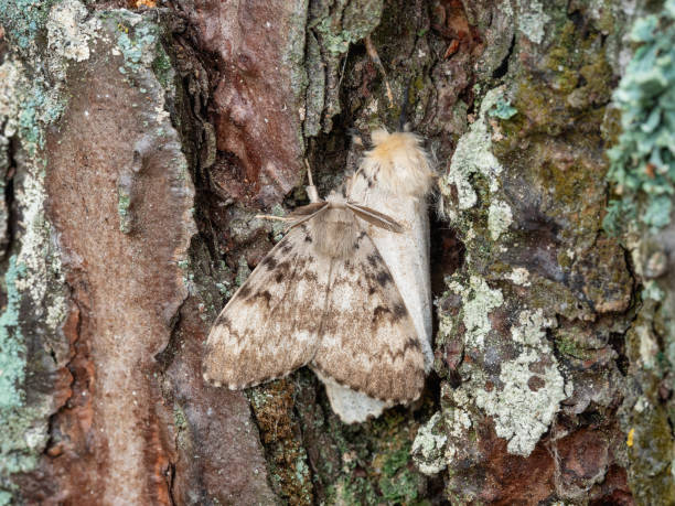 istock Butterflies of a gypsy moth (Lymantria dispar) on a tree trunk. 1714901756