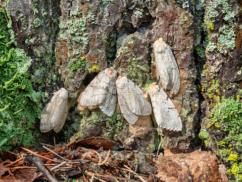 Butterflies of a gypsy moth (Lymantria dispar) on a tree trunk.