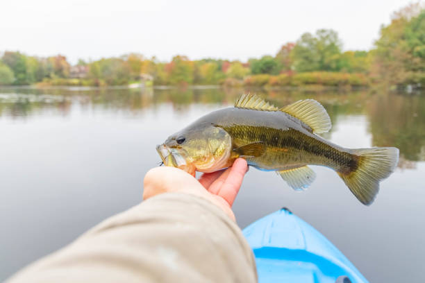 Holding largemouth bass, kayak fishing stock photo
