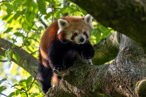 Western red panda (Ailurus fulgens fulgens), also known as the Nepalese red panda.