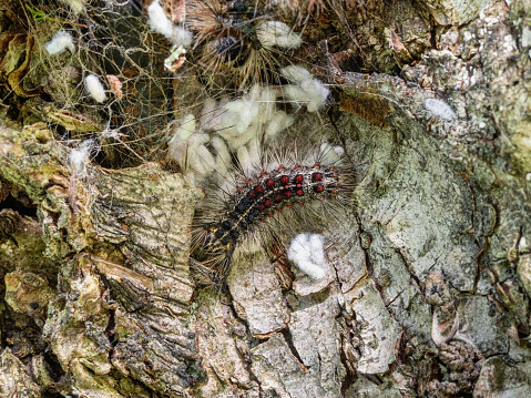 Сaterpillar nest of a gypsy moth (Lymantria dispar) on a tree trunk.