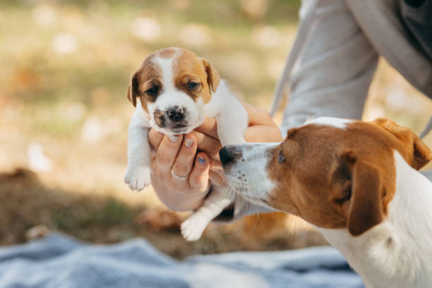 istock Cute Jack Russell Terrier puppy in human hands. Age one month 1714903375