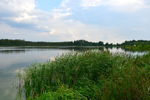 A close up on a coast of a vast yet shallow river covered with reeds with some trees, shrubs, and flora scattered around located next to a pier, bridge, and a meadow or pastureland seen in Poland